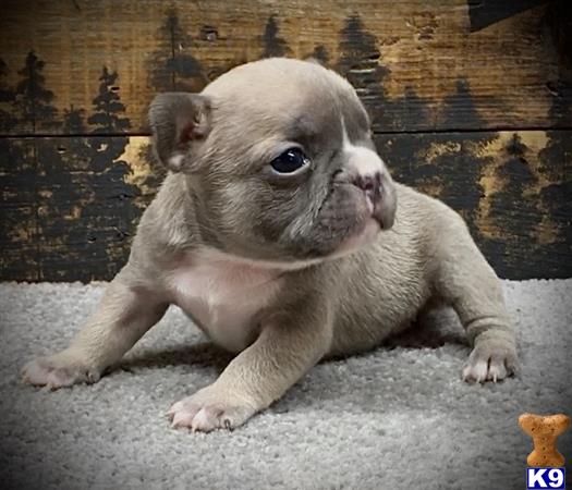 gpupies20 Picture 2
